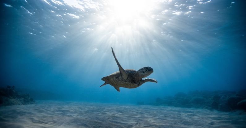 Reefs - Underwater Photography of Turtle