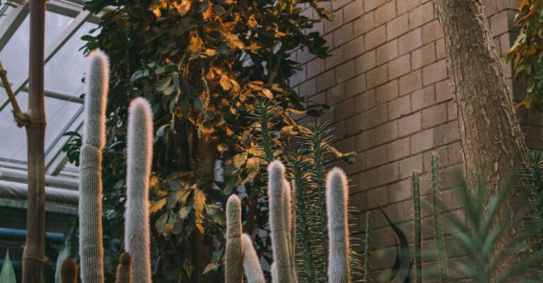 Cactus - Green and Brown Plants on White Metal Frame