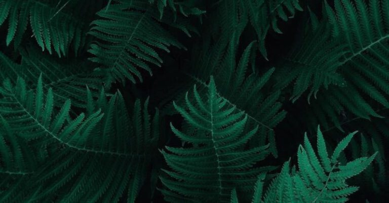 Ferns - Photo of Green Fern Leaves