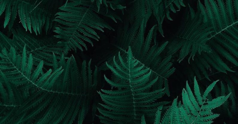 Ferns - Photo of Green Fern Leaves