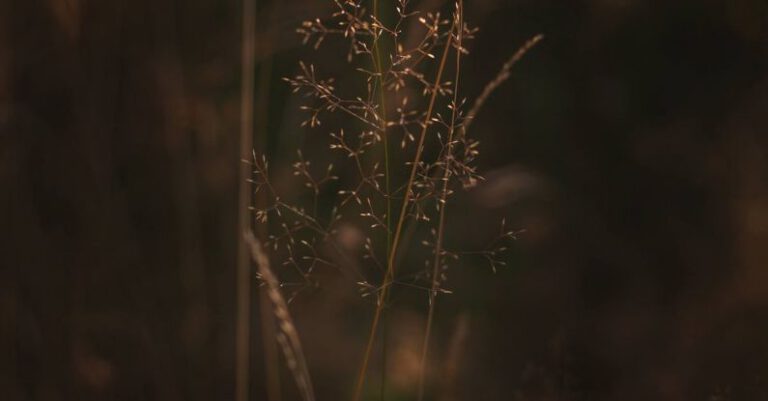 Grasses - A close up of a tall grass in the sun