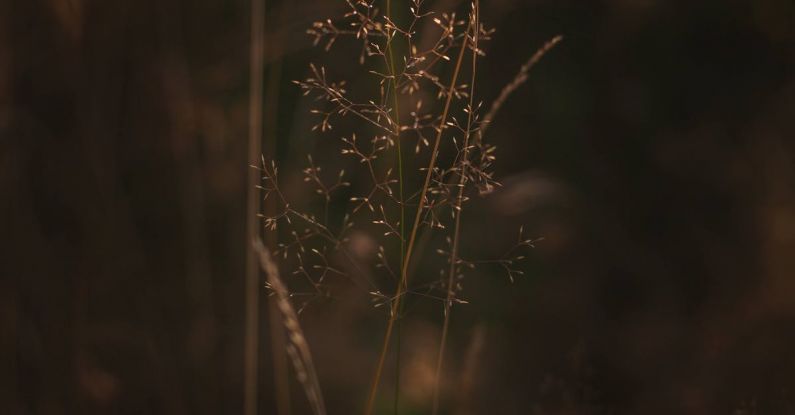 Grasses - A close up of a tall grass in the sun