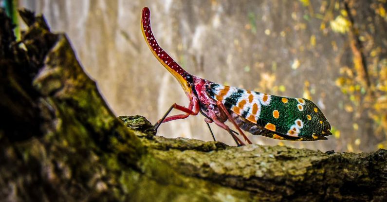 Fauna - Green Yellow and White Insect on Green Tree Trunk