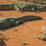 Carnivores - Photo Of Resting Crocodiles