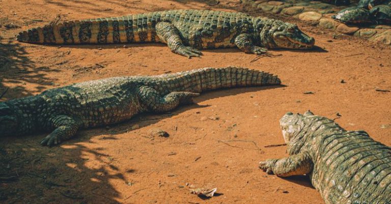 Carnivores - Photo Of Resting Crocodiles