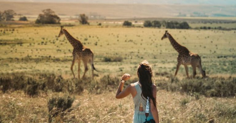 Herbivores - Back View of a Woman in a Grass Field near Giraffes