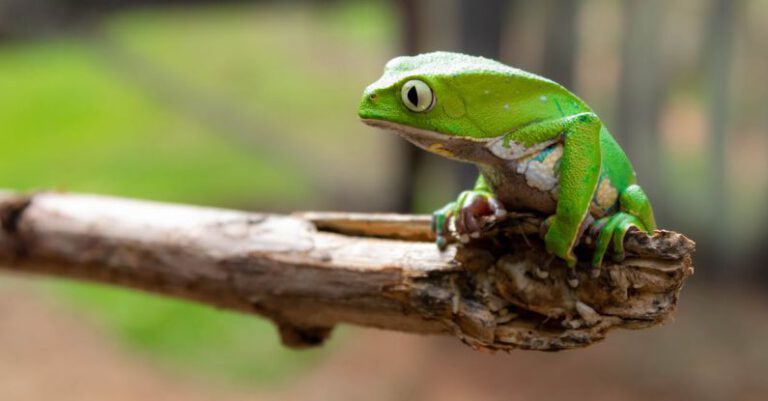 Amphibians - Close-Up Photo of Green Frog