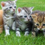 Animals - Assorted Color Kittens