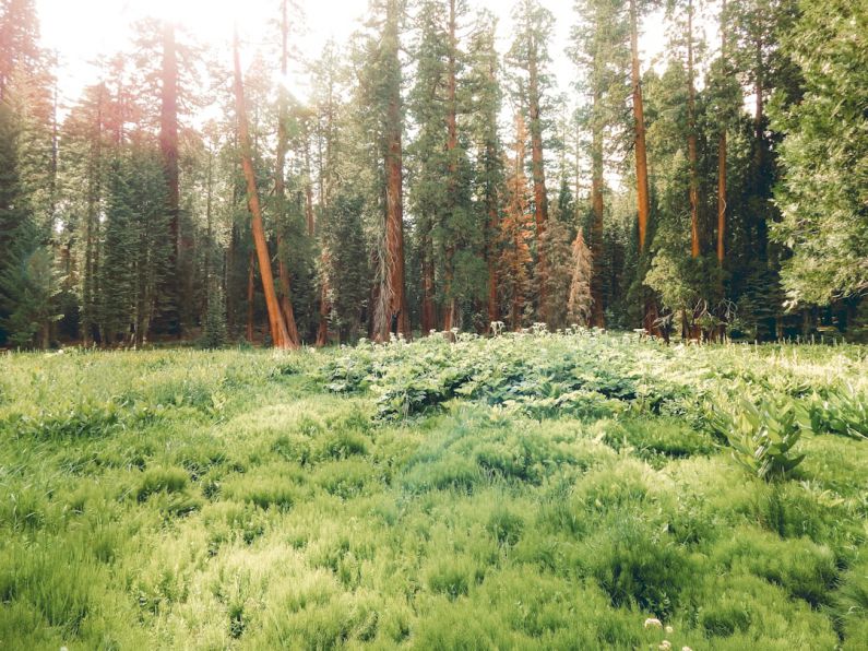 Conservationists - green grass field near trees during daytime