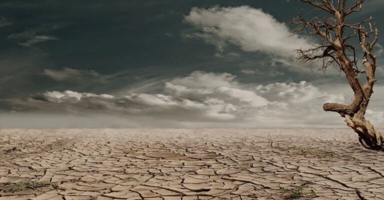 Deserts - Photo of Brown Bare Tree on Brown Surface during Daytime