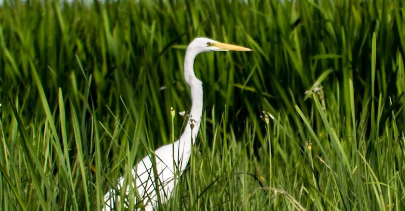 Wetlands - Photo of Great Egret Standing on Grass Near Body of Water