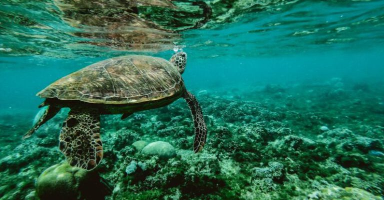 Habitat Loss - Photo of a Turtle Swimming Underwater