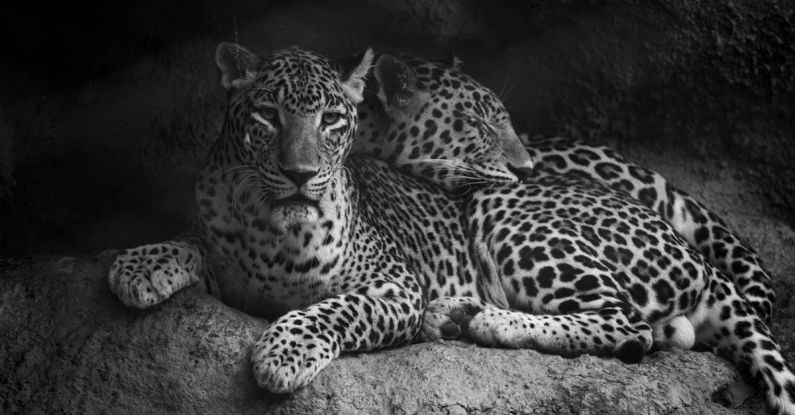 Leopards - Two Leopards Lying Together