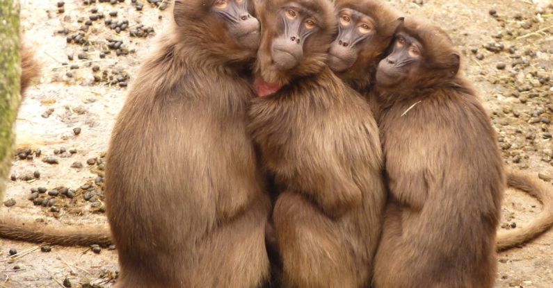 Monkeys - Five Monkey Huddled Together Outdoor during Daytime