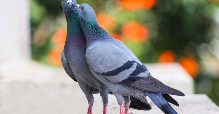 Birds - Photo of Two Pigeons