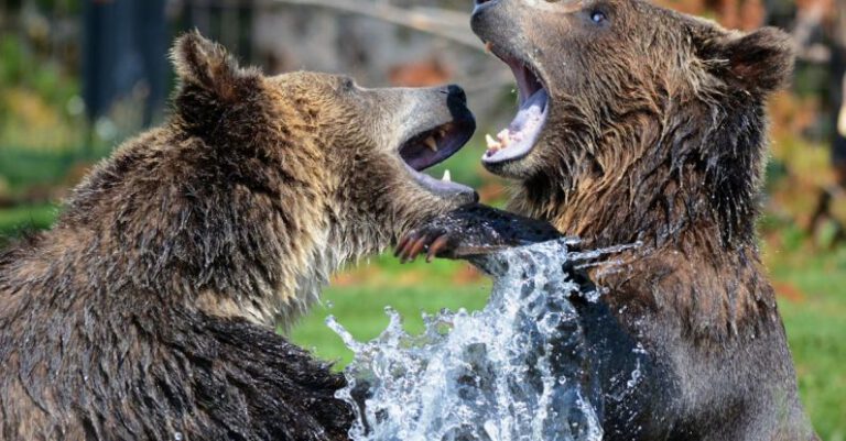 Bears - 2 Black Brown Bear on Body of Water