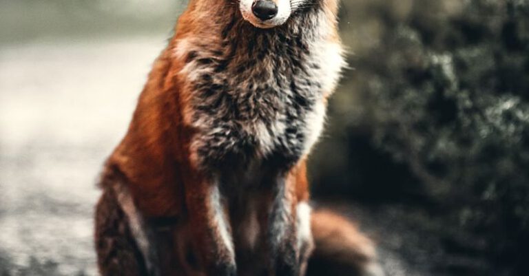 Foxes - Photo of Fox Sitting On Ground