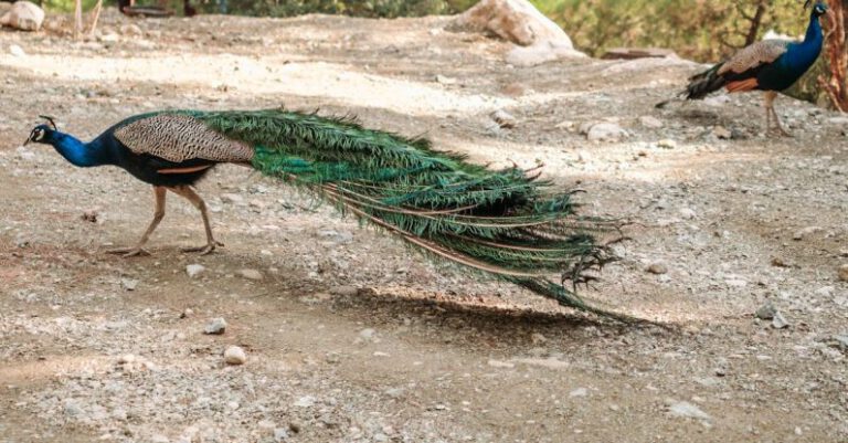 Peacocks - Peacocks on the Ground