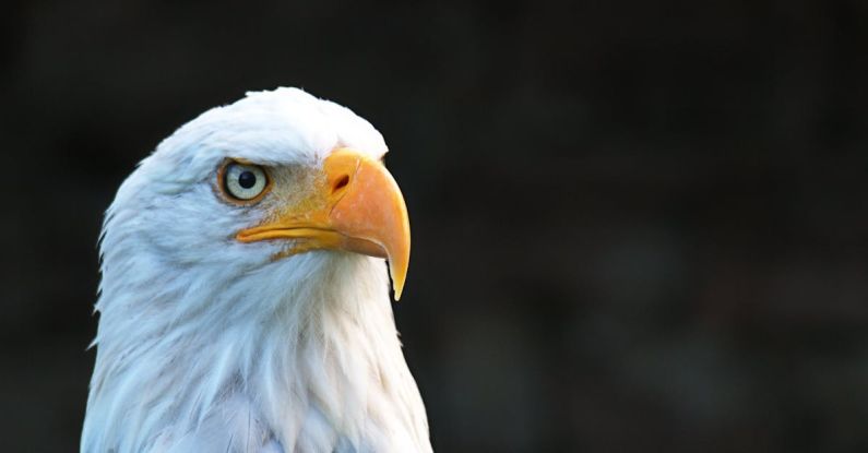 Eagles - American Eagle Photo