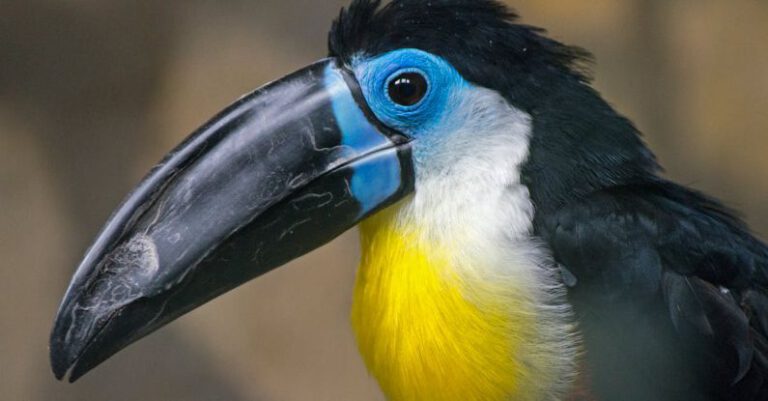 Hornbills - Close View of Hornbill