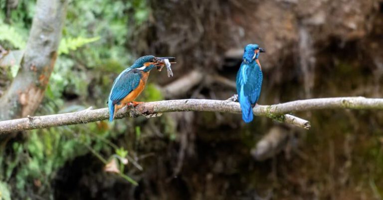 Kingfishers - Kingfishers Sitting on a Branch with One Kingfisher Holding a Fish in Its Beak