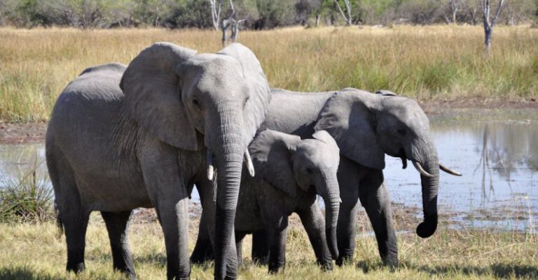 Elephants - Large Elephants Near Lake