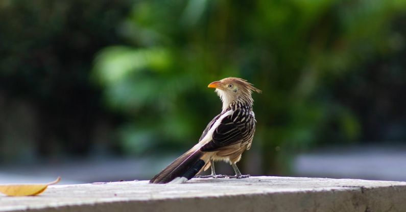 Cuckoos - A Little Bird on White Concrete Fence