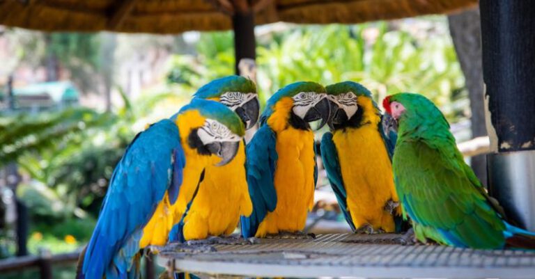 Parrots - Parrots Perched on Brown Wooden Surface