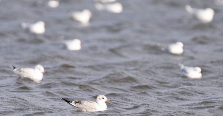 Water Birds - A flock of seagulls swimming in the water