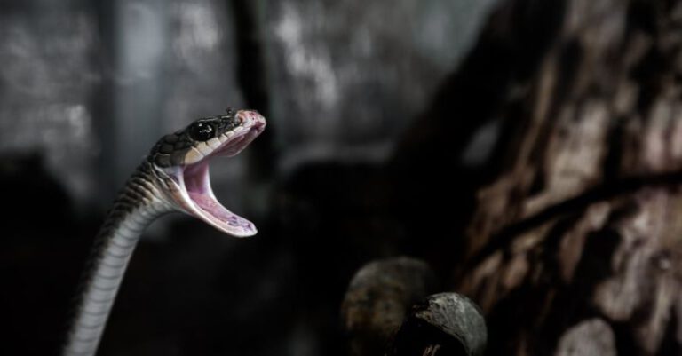 Snakes - Grey and Brown Snake Opening Mouth