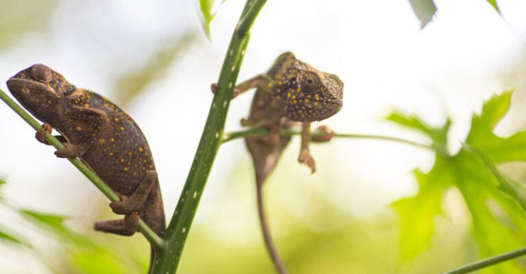 Chameleons - Close-up of Chameleons Sitting on Tree Branches