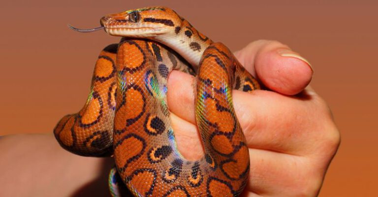 Snakes - Person Holding Red and Black Snake