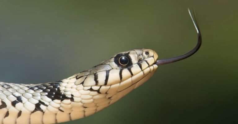 Snakes - White and Black Snake on Close Up Photography