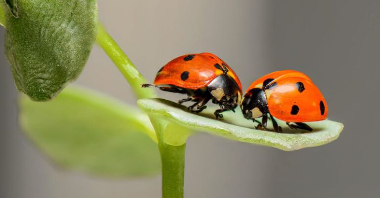 Insects - 2 Lady Bug on Green Leaf