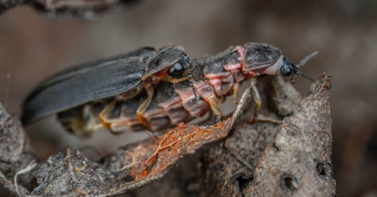 Fireflies - Firefly Beetles on Dried Leaves