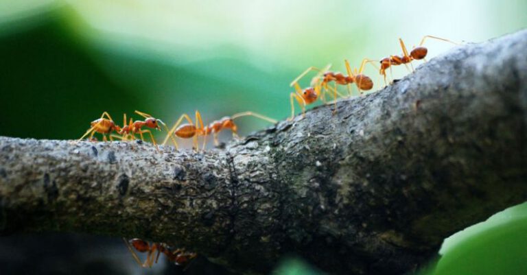 Ants - Macro Photo of Five Orange Ants