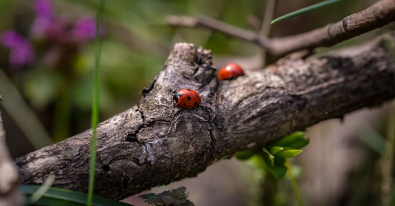 Beetles - Two Red Ladybugs on Branch