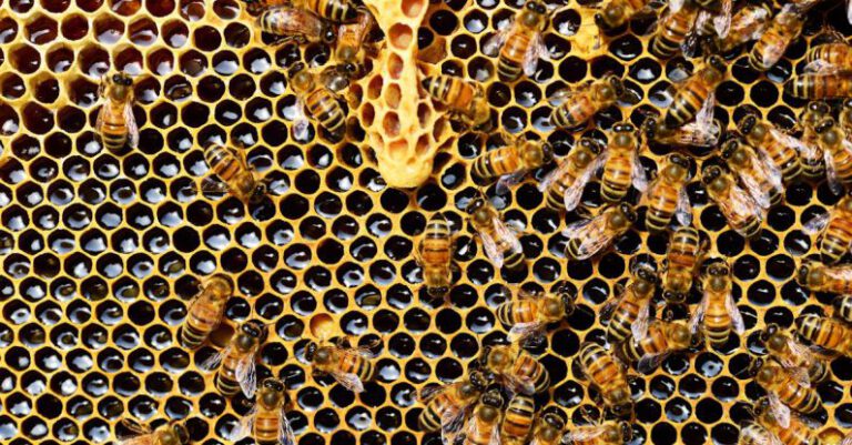 Bees - Top View of Bees Putting Honey