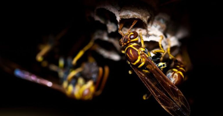 Wasps - Swarm of Yellowjacket Wasps