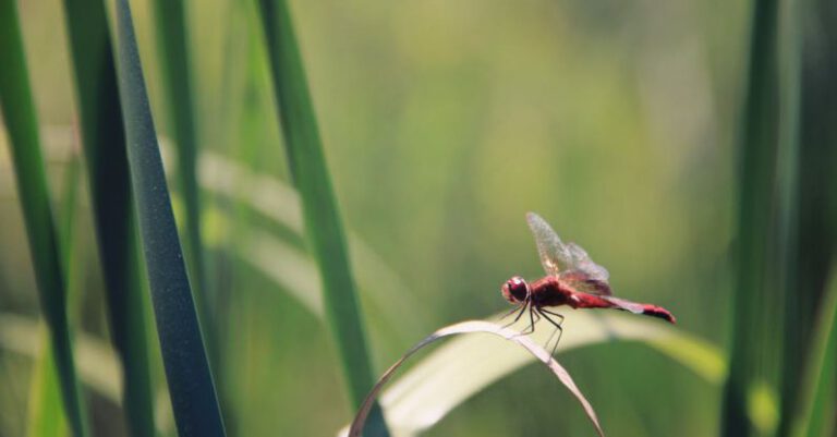 Dragonflies - Red Dragonfly on Green Leaf