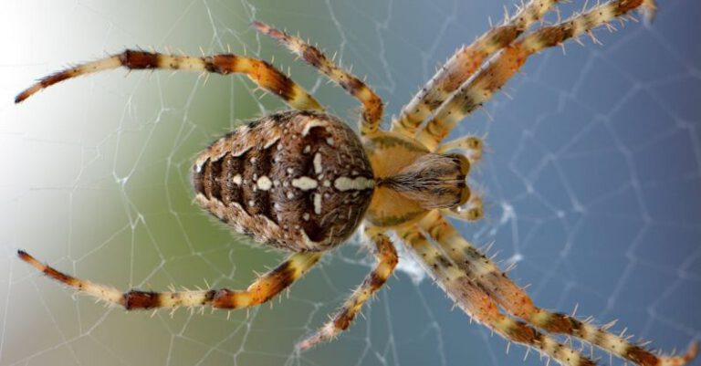 Insects - Brown Yellow Black Cross Orb Weaver Spider