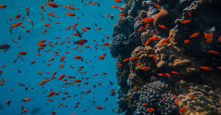 Reefs - Underwater Photography of School of Fish