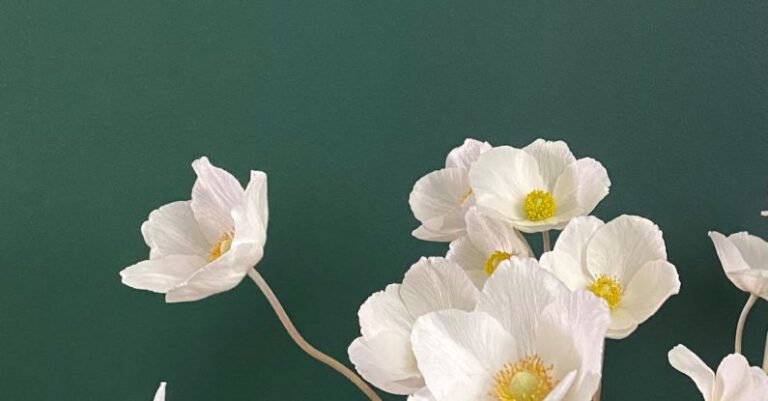 Anemones - White Anemones against a Green Background