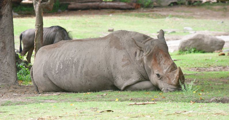 Rhinos - A rhino is sleeping peacefully