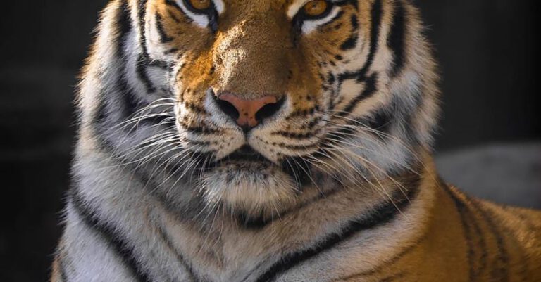 Tigers - Brown and Black Tiger Lying on Ground