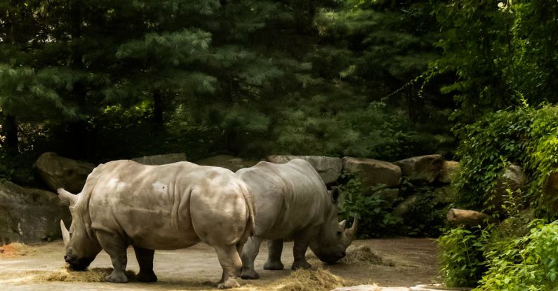 Rhinos - Two Rhinos in a Zoo