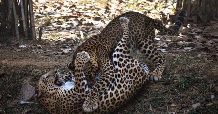 Leopards - Young Leopards Playing in the Zoo Enclosure