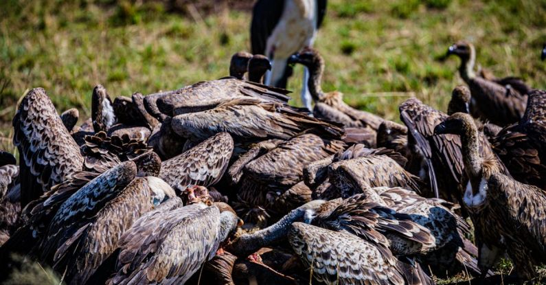 Vultures - Flock of Vultures Feeding