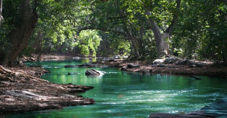 Parks - Body of Water Between Green Leaf Trees