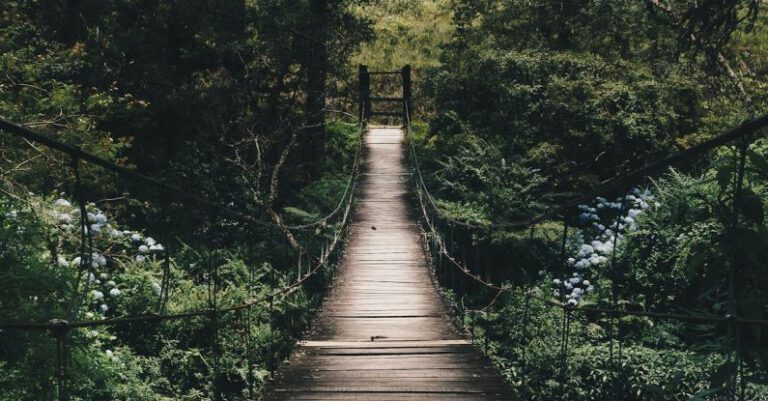 Forests - Black Hanging Bridge Surrounded by Green Forest Trees